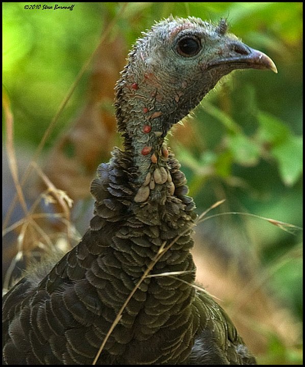 _0SB4759 wild turkey profile.jpg